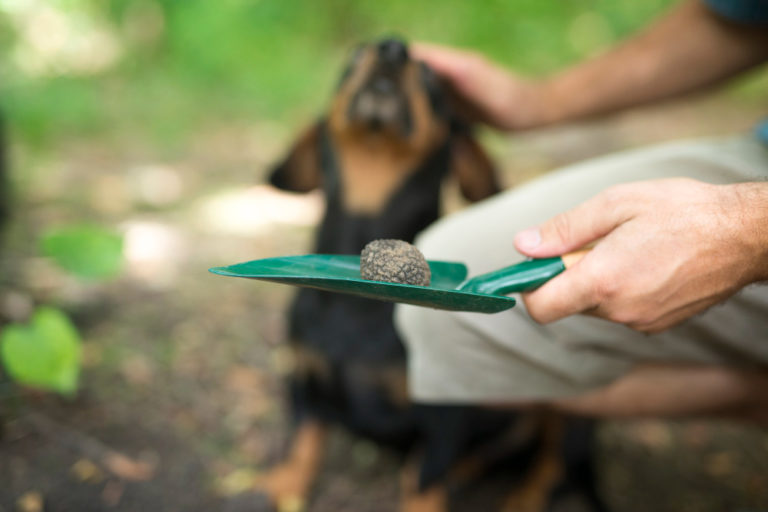 Como coletar fezes de cachorro para exame - Freepik