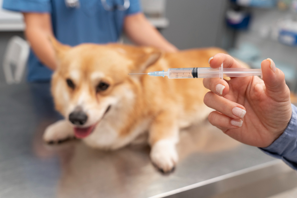Quando dar a segunda dose da vacina para cachorro - Freepik