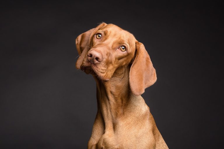 Quantos anos um cachorro costuma viver