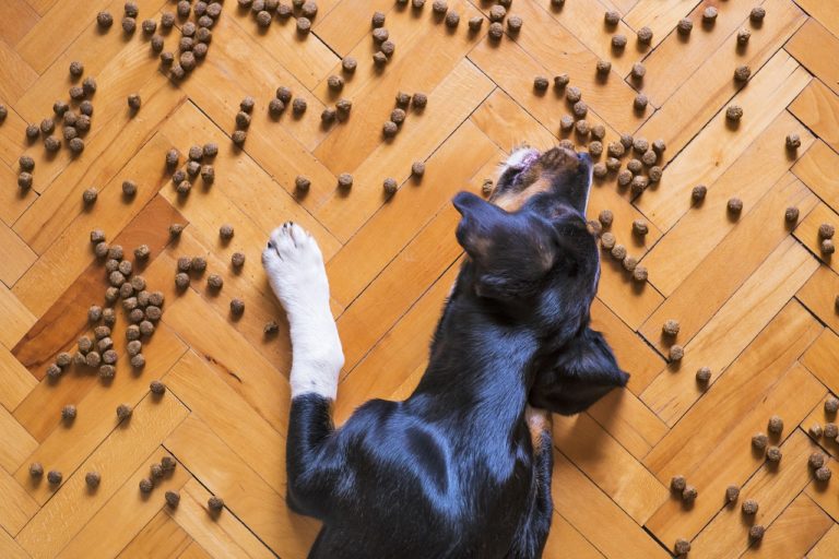 Quais são os alimentos proibidos para cachorro - Freepik