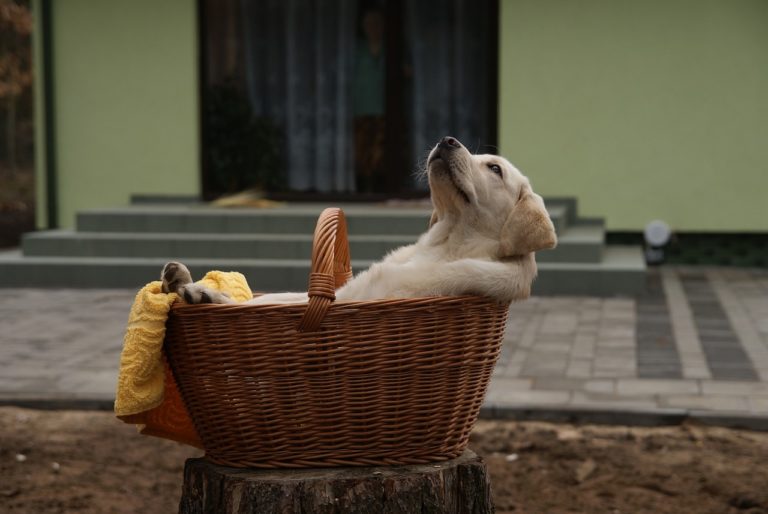 Quanto custa um hotel para cachorro