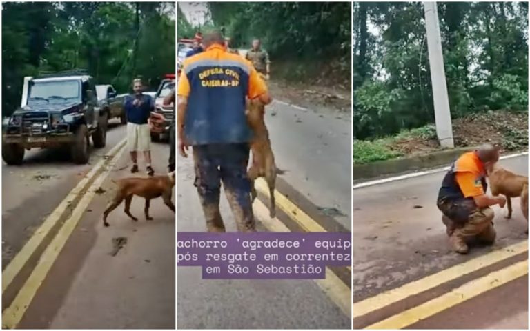 cachorro sendo resgatado